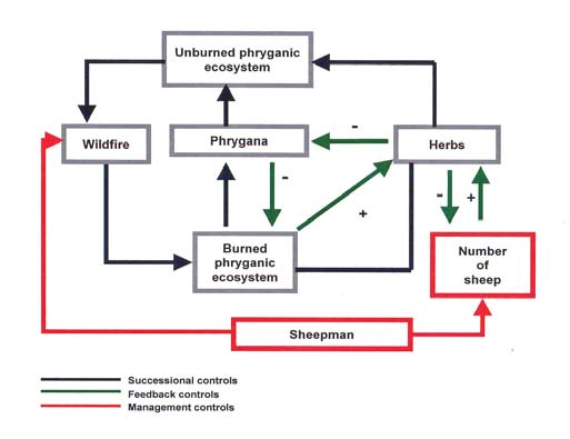 Έτσι, οι προβατοτρόφοι συχνά τους καίνε για να ευνοήσουν τα ποώδη είδη που αυξάνονται γρήγορα μετά την πυρκαγιά.