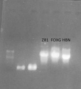 Εικόνα 43: Tα προϊόντα της in vitro μεταγραφής σε πήκτωμα αγαρόζης Μετά από αντίδραση PCR φαίνονται τα κατάλληλα