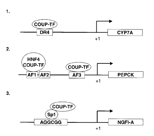 iii) iv) Eπάγει τη μεταγραφή μέσω αλληλεπίδρασης αφενός με άλλον μεταγραφικό παράγοντα (όπως τον Sp1) ο οποίος προσδένεται στο στοιχείο απόκρισής του στο DNA, αφετέρου με το γενικό μεταγραφικό