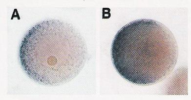 μέχρι το στάδιο του πλουτέα (Niemeyer et. al. 1989). Το γονίδιο της ακτίνης CyIIIb εκφράζεται αποκλειστικά στο αντιστοματικό εξώδερμα, 1989).