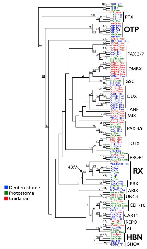 Eικόνα 25: To φυλογενετικό δένδρο που περιλαμβάνει τα ομόλογα Hbn γονίδια σε μια ποικιλία οργανισμών Στον S.