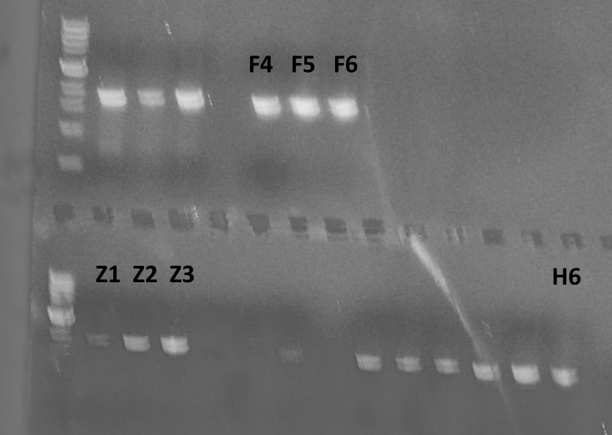 Α. Προετοιμασία ανιχνευτών για χρωμογόνο και διπλή φθορίζουσα in situ υβριδοποίηση Για την κατασκευή σημασμένων RNA ανιχνευτών πραγματοποιήθηκε μια σειρά πειραμαμάτων όπως κλωνοποίηση των c-dnas, in