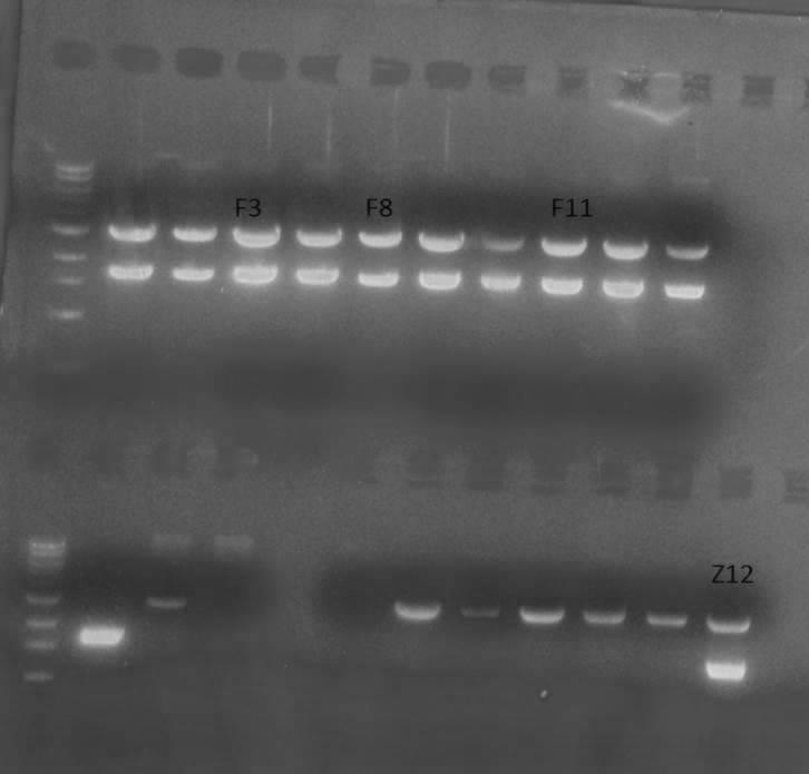 Α.2. Aποτελέσματα κατάτμησης με ένζυμα περιορισμού και της αλληλούχισης των κλώνων Προκειμένου να ελεγθεί εάν κλωνοποιείται η σωστή αλληλουχία κάθε γονιδίου κατατμήθηκαν τα ανασυνδυασμένα πλασμίδια