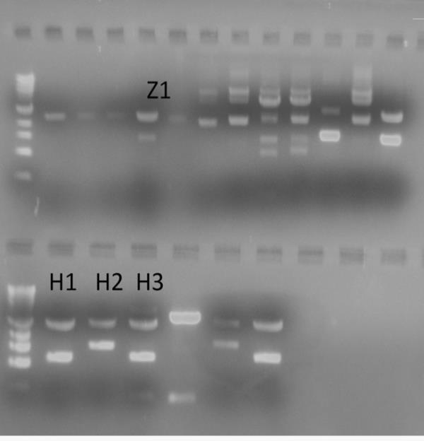 Εικόνα 38: Tα προϊόντα της κατάτμησης με ένζυμο περιορισμού σε πήκτωμα αγαρόζης Oι κλώνοι που βρέθηκε μετά από αλληλούχιση ότι περιέχουν το σωστό ένθεμα είναι ο Ζ12 (z81), ο F11 (FoxG) και ο Η1 (Hbn)