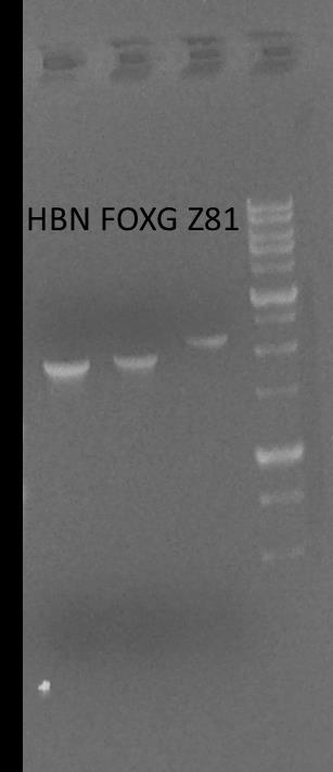 Αποτελέσματα PCR Oι σωστοί κλώνοι πολλαπλασιάσθηκαν με την μέθοδο της PCR.
