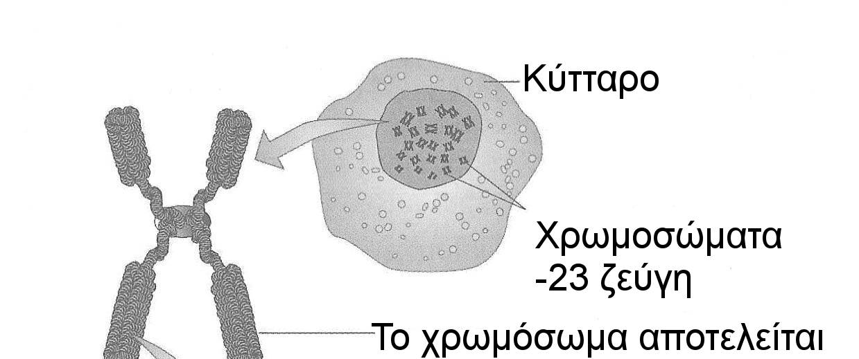 Άλλα Μέλη της Οικογένειας Εάν κάποιος στην οικογένεια πάσχει από µία φυλοσύνδετη στο Χ πάθηση ή είναι φορέας της, ίσως αποφασίσετε να το συζητήσετε και µε άλλα µέλη της οικογένειας.