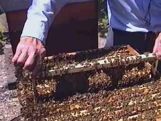 στοιχείο της φυσιολογίας του μελισσιού και θα γίνει