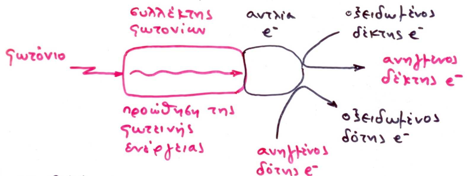 Φωτοσύστηµα = συλλέκτης φωτονίων + αντλία ηλεκτρονίων (1) δέσµευση της φωτονιακής ενέργειας (2)