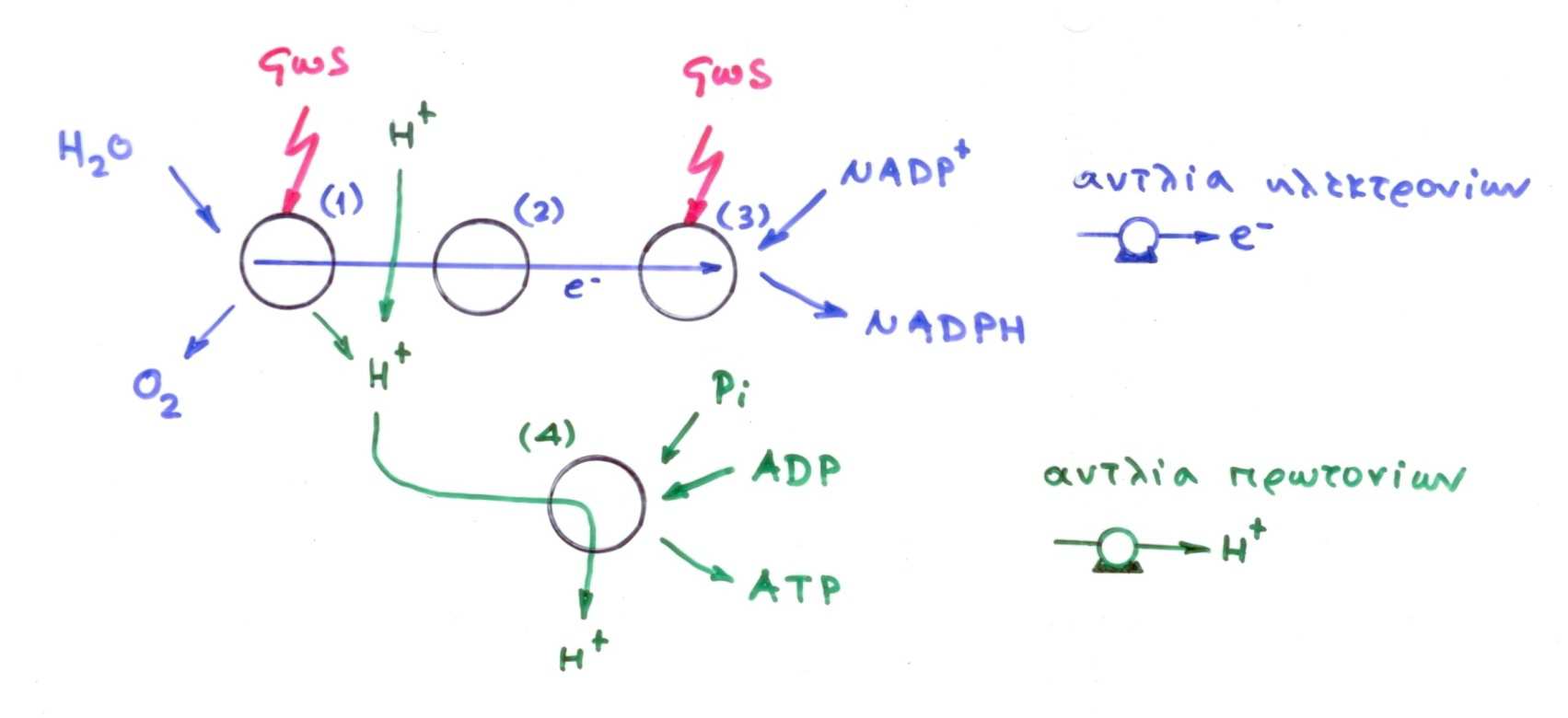 Το σύστηµα µετατροπής της φωτεινής ενέργειας σε χηµική παράγει NADPH και ΑΤΡ όταν