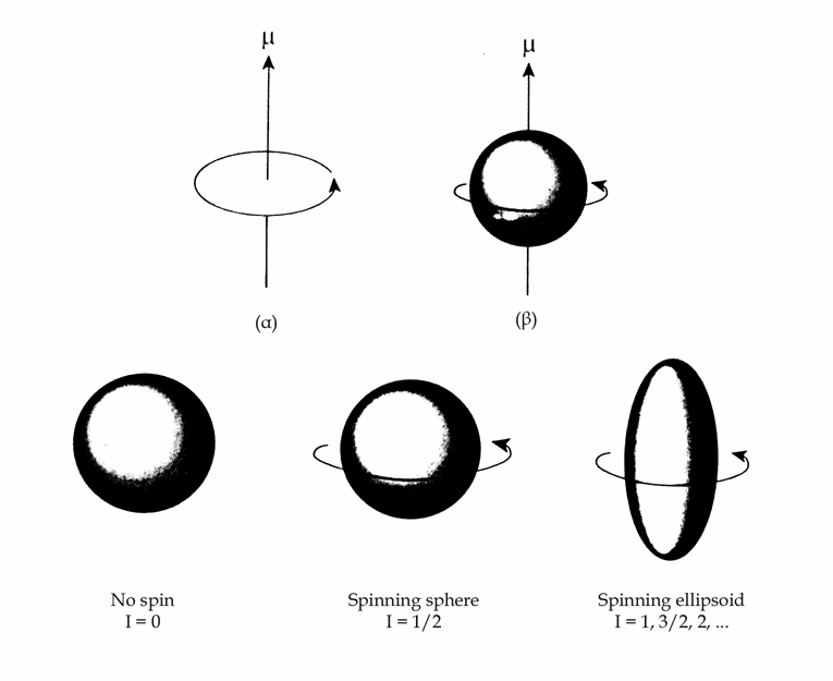 Σχήμα 6.1.(α) Φορτίο περιστρεφόμενο σε κυκλική τροχιά και άνυσμα μαγνητικής ροπής, (β) πυρήνας που περιστρέφεται, (γ), (δ) και (ε) πυρήνες σφαιρικός και ελλειψοειδής και διαφορετικά πυρηνικά spin.