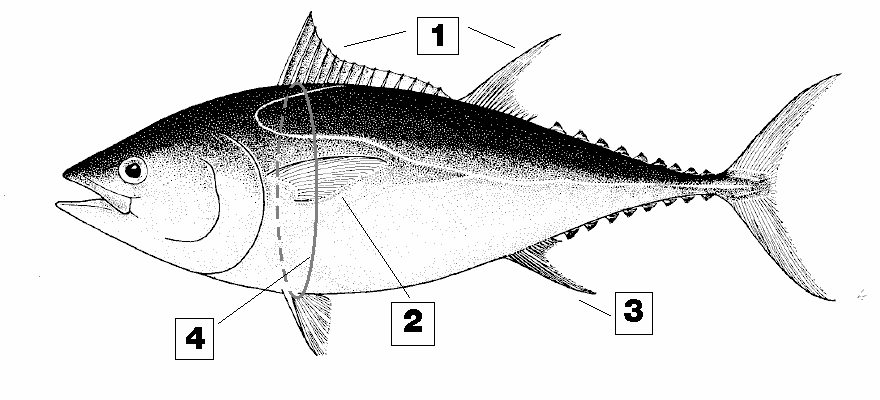 Τόνος ή Τόνος Ερυθρός Thunnus thynnus BFT Είναι µε διαφορά το πιο µεγάλο τοννοειδές της Μεσογείου, µε τη µεγαλύτερη εµπορική αξία και τις περισσότερες υποχρεώσεις καταγραφής.