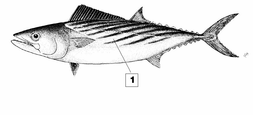 Παλαµίδα Sarda sarda BON Το πιο γνωστό ψάρι της οµάδας, µε µέγιστο µήκος περίπου 90 εκατοστά και µέγιστο δηµοσιευµένο βάρος 11 κιλά.