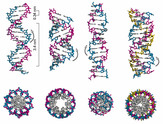 Το µόριο του DNA Οι µορφές (α) Β DNA