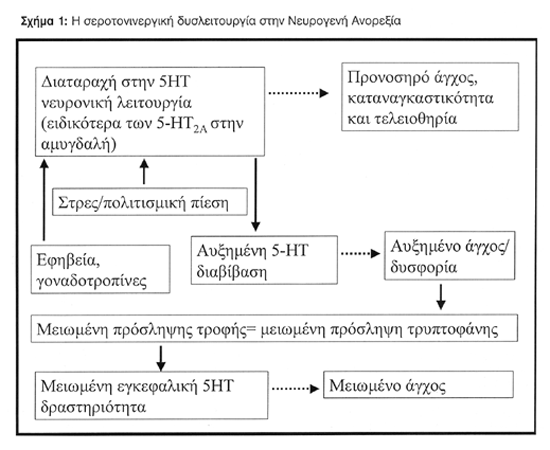 Σχήµα 3.1 (Kaye W, Frank G, Bailer U, Henry S. Neurobiology of Anorexia Nervosa: Clinical implications of alterations of the function of serotonin and other neuronal systems.