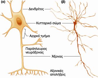 νευρικό κύτταρο μυϊκό κύτταρο Σχήμα 2: Το νευρικό και το μυϊκό κύτταρο διαφέρουν μορφολογικά μεταξύ τους επειδή επιτελούν