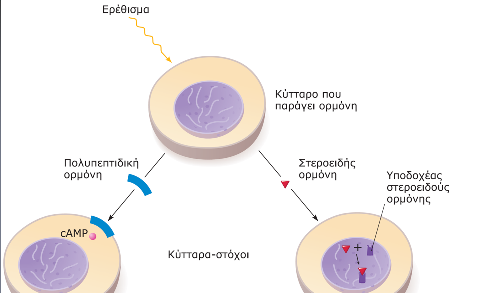 ΕΙΚΟΝΑ 20.