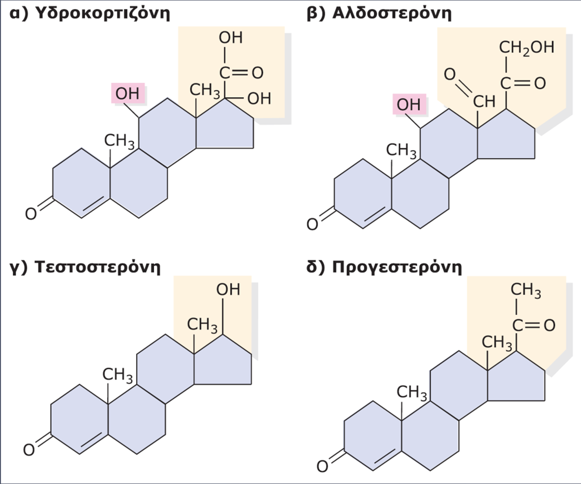 ΕΙΚΟΝΑ 20.9 Δομές μερικών στεροειδών ορμονών των θηλαστικών. (α) Η υδροκορτιζόνη συμμετέχει στη ρύθμιση του μεταβολισμού υδατανθράκων και πρωτεϊνών.