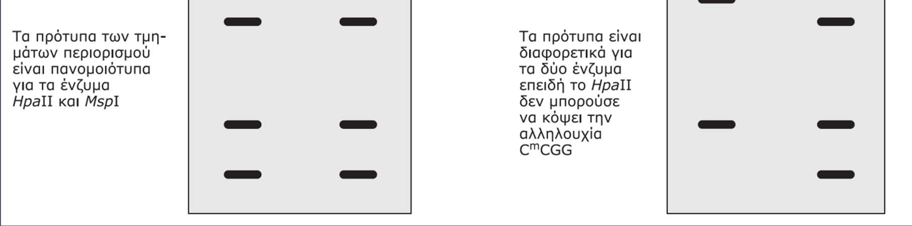 5-μεθυλοκυτοσίνης