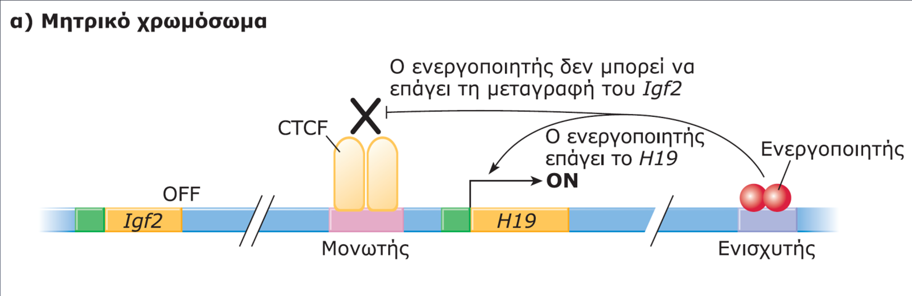 Μοντέλο εντυπώματος των γονιδίων Igf2 και