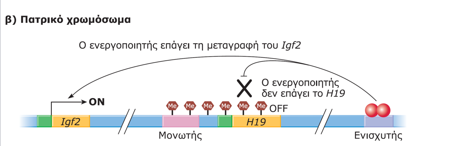 μη μεταφραζόμενο RNA αγνώστου λειτουργίας