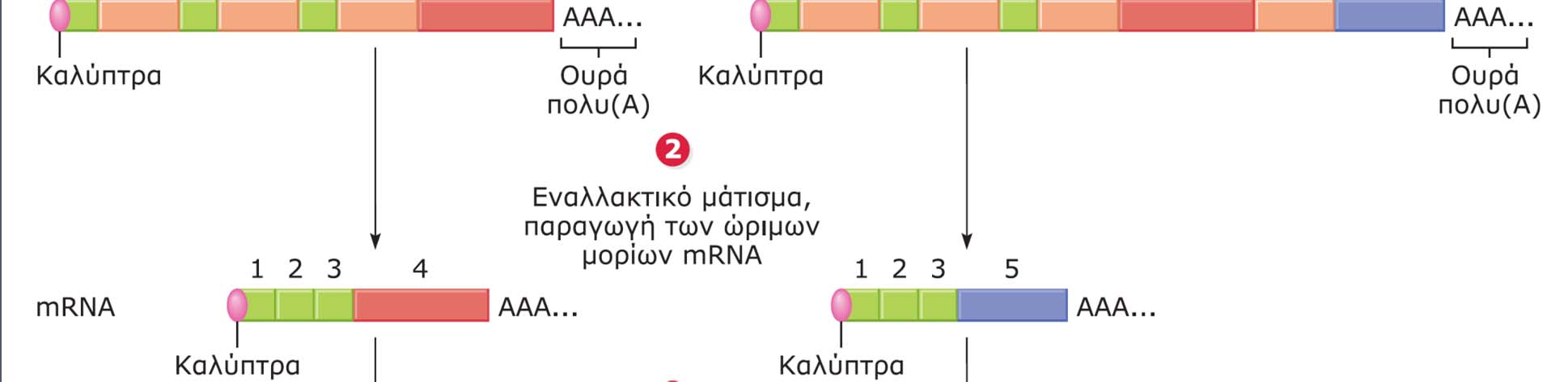 ιστοειδικών προϊόντων από το ανθρώπινο γονίδιο της καλσιτονίνης CALC.