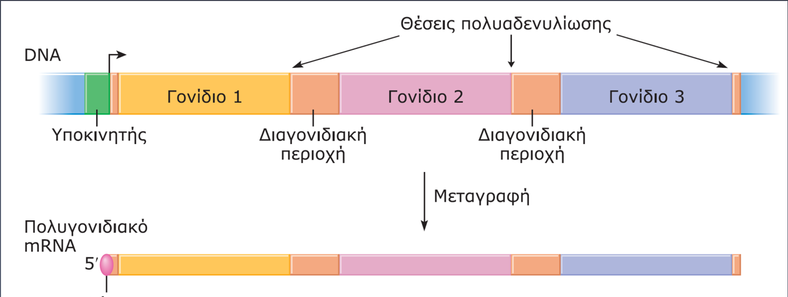 ΕΙΚΟΝΑ 20.1 Ένα οπερόνιο του C.