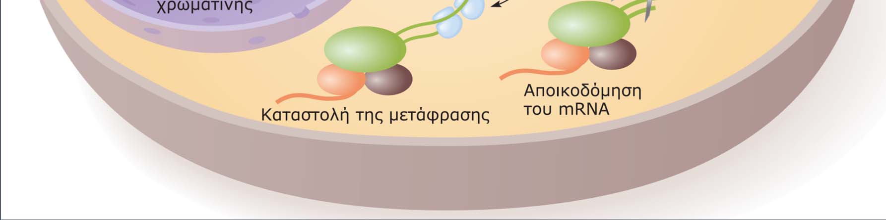 βραχέα παρεμβαλλόμενα RNA