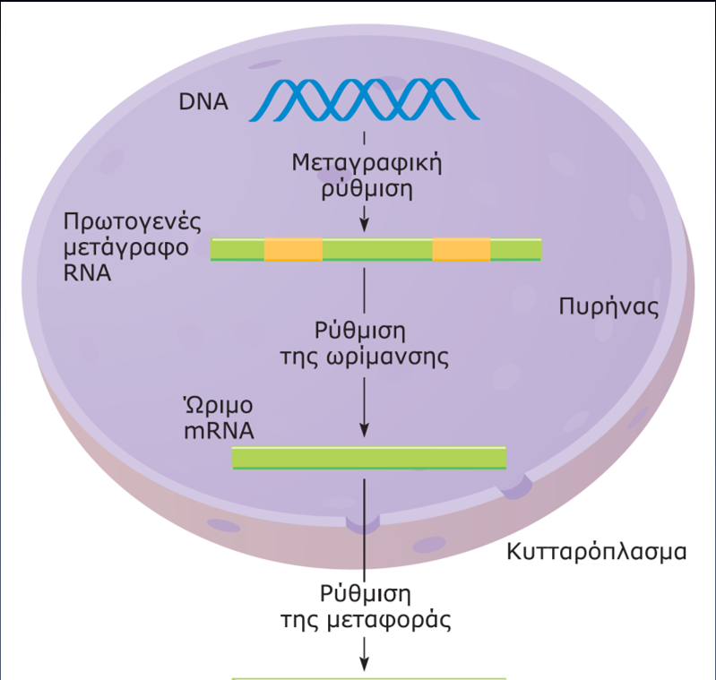 ΕΙΚΟΝΑ 20.