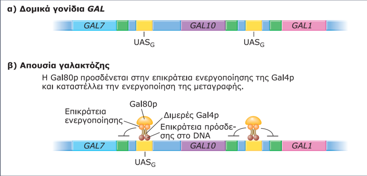 ΕΙΚΟΝΑ 20.7 Η ρύθμιση του καταβολισμού της γαλακτόζης στους μύκητες. (α) Η οργάνωση των δομικών γονιδίων του μύκητα GAL1, GAL7 και GAL10 στο χρωμόσωμα II.