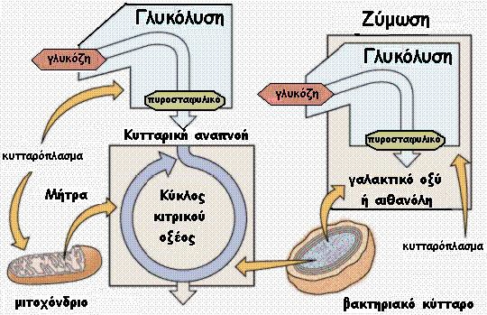 www.cyprusbiology.