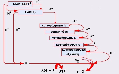 Εικόνα 4 Τελική οξείδωση Τα Η + του υδρογόνου καταλήγουν απευθείας στο οξυγόνο, ενώ τα ηλεκτρόνια του υδρογόνου καταλήγουν στο οξυγόνο μέσω κυτταροχρωμάτων και άλλων μεταφορέων ηλεκτρονίων που