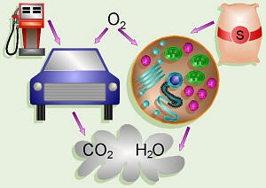 ΚΥΤΤΑΡΙΚΗ ΑΝΑΠΝΟΗ ΦΥΛΛΟ ΕΡΓΑΣΙΑΣ κύτταρο Το αυτοκίνητο καίει βενζίνη για να πάρει ενέργεια. Ποιο είναι το καύσιμο του κυττάρου;.