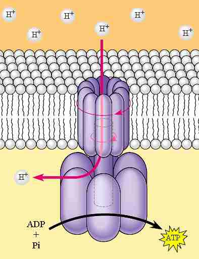 19. Με βάση το πιο κάτω σχεδιάγραμμα, που δείχνει μέρος της εσωτερικής μεμβράνης του μιτοχονδρίου, να περιγράψετε τη διαδικασία που φαίνεται.