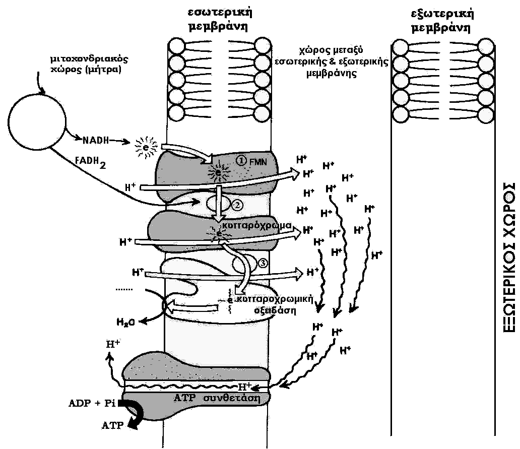 (α) Με βάση το σχεδιάγραμμα να εξηγήσετε πώς γίνεται η οξειδωτική φωσφορυλίωση με τη διαδικασία της χημειώσμωσης.