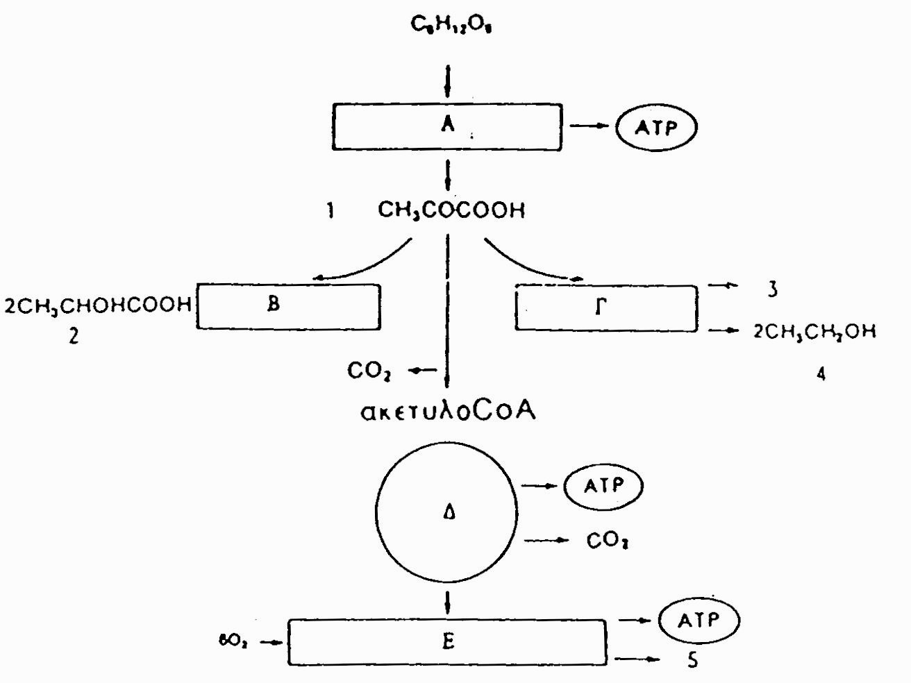 21. (α)ποια στάδια και ποιες χημικές ενώσεις της κυτταρικής αναπνοής παριστάνουν αντίστοιχα τα γράμματα