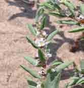Εικόνα 21. Polygonum maritimum.