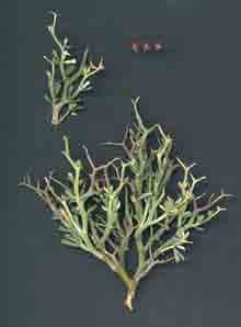 Εικόνα 26. Dorycnium graecum.