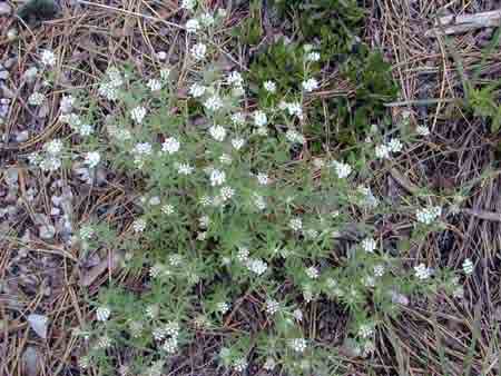 Dorycnium pentaphyllum subsp. herbaceum (Villars) Rouy: Στη βιβλιογραφία αναφέρεται ακόµα ως Dorycnium herbaceum (Villars), αλλά και ως Dorycnium intermedium (Ledeb.). Φύεται σ την Αλγερία, την Ασία (Ιράν), τη νότια Ευρώπη (Αλβανία, Ελλάδα, Ιταλία, Γαλλία, Ισπανία, Κροατία, Σερβία) και τη Μέση Ανατολή.