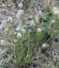Εικόνα 28. Dorycnium pentaphyllum subsp. herbaceum. Dorycnium pentaphyllum subsp. germanicum (Gremli): Ονοµάζεται και Δορύκνιον το γερµανικό (Καββάδας Δ.Σ., 1956).
