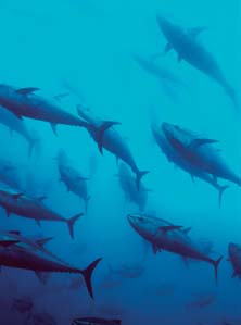 Στο πεδίο Ο µεσογειακός τόνος κατακτά την Ιαπωνία Ο τόνος (Thunnus thynnus) της Μεσογείου, ο κοινώς αποκαλούµενος κόκκινος τόνος, προϊόν αλιείας ή πάχυνσης, έγινε περιζήτητος στην ιαπωνική αγορά.