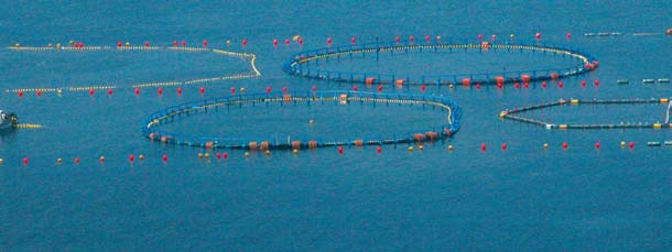 Οι κλωβοί ρυµουλκούνται από το αλιευτικό πεδίο και στερεώνονται στον πυθµένα όπου τα ψάρια παραµένουν έως ότου εξαχθούν σε άλλη χώρα.