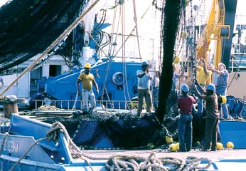 ιεθνείς συµφωνίες Πρόσβαση στους αλιευτικούς πόρους και εταιρικές σχέσεις Lionel Flageul Οι αλιευόµενες ποσότητες θυννοειδών στα ευρωπαϊκά ύδατα δεν συνιστούν παρά ένα πολύ µικρό µέρος του συνολικού