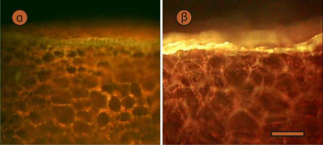 Εικόνα 16. Μικροφωτογραφίες από μικροσκόπιο φθορισμού εγκάρσιων τομών νωπών δειγμάτων καρπών αγγουριάς μετά από διέγερση με μπλε φως.