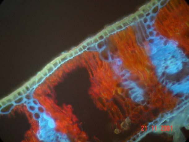 συστατικών. Μια λεπτή στρώση εφυμενίδας διακρίνεται να περιβάλλει τα καταφρακτικά κύτταρα στην περιοχή του υποστοματικού θαλάμου (κεφαλές βελών). Εικόνα 4.