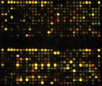 Δημοσίευση 2 Μικροσυστοιχίες ανιχνεύουν γονιδιακούς διακόπτες κατά το φυσιολογικό κύκλο ζωής Μια ιστορία από τη μύγα ξυδιού Arbeitman MN et al.