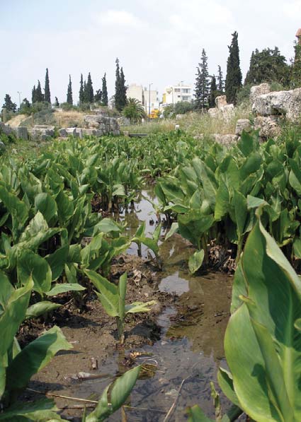 Δεν ξέρετε πως είναι σαρξ εκ της σαρκός μου, και πως όταν η Μορφή μου αφανισθεί, η δικιά τους θα χάσει το νόημά της; Τι εκάνατε την Ελευσίνα; Τι εκάνατε τον Ιλισό και τον Κηφισό, τα δυο αγιάσματά