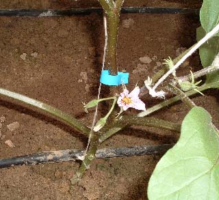 Solanum melongena var. ovigerum Lam. µε άνθη µονήρη µε περιάνθιο 3-6 µερές και 5-9 στήµονες. Καρπός αυγοειδής ή και επιµήκης, ιώδης, κόκκινος ή κίτρινος.
