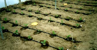 Πίνακας 4. Χαρακτηριστικά και σύσταση του φυσικού εδαφοβελτιωτικού Natural soil conditioner Gouano organic Fertilizers Μέσης σύστασης Υγρασία 18-20 % Οργανική ουσία 38% d.m. PH 7,8 N 1,0 % d.m. P2O5 0,03 % d.