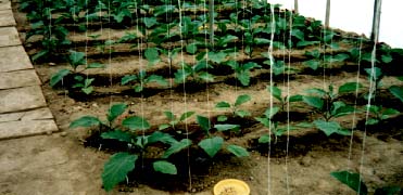 ΥΠΟΣΤΥΛΩΣΗ ΚΑΙ ΚΛΑ ΕΜΑ ύο εβδοµάδες µετά την εγκατάσταση των υβριδίων στο θερµοκήπιο, και αφού τα φυτά είχαν ύψος 30 εκ.