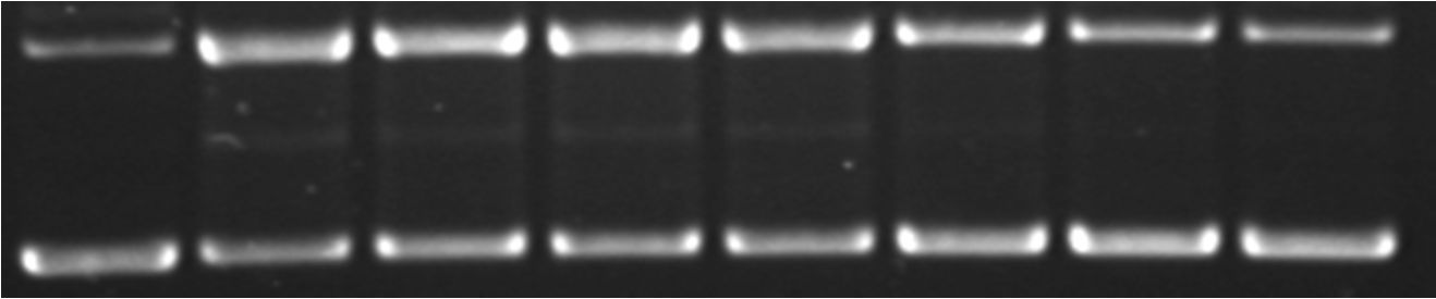 Επαγωγή θραύσεων σε πλασμιδιακό DNA από ρίζες ROO Χαλ 1 2 3 4 5 6 7 8 Γραμ Υπερ pbluescript SK(+) + + + + + + +